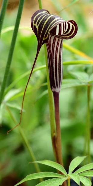 Exotic Himalayan Cobra Lily plants from seeds thriving in a woodland garden
