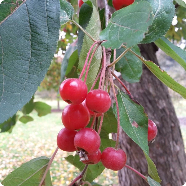 Himalayan crabapple seeds Malus baccata tree with white spring flowers