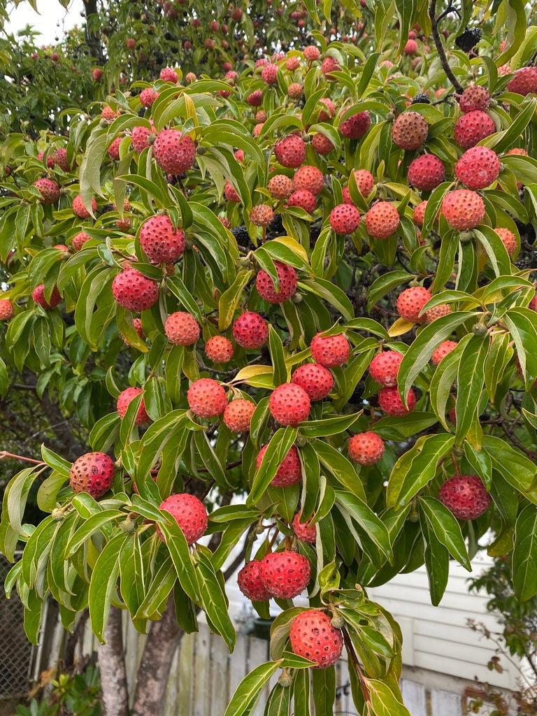 Red strawberry-like fruits of Himalayan Dogwood tree