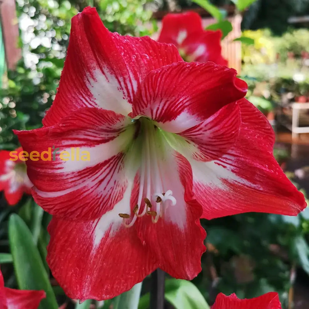 Hippeastrum Rutilum Red Flower Seeds For Vibrant Planting