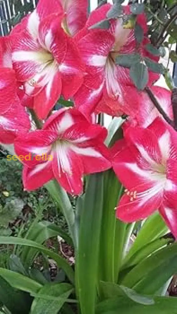 Hippeastrum Rutilum Red Flower Seeds For Vibrant Planting