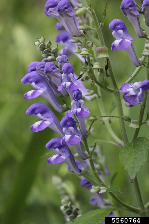 Non GMO Hoary Skullcap seedlings emerging in soil