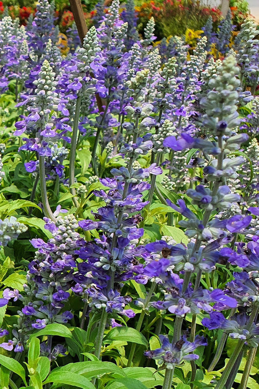 Hoary Skullcap plants with lavender flower spikes