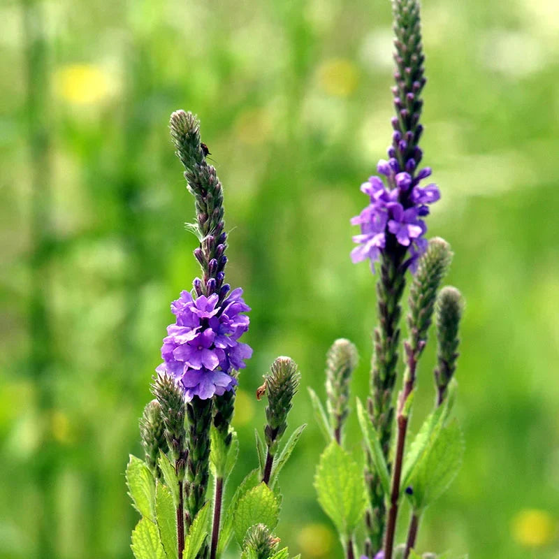 Blue Verbena Flower Seeds: Perfect For Garden Planting