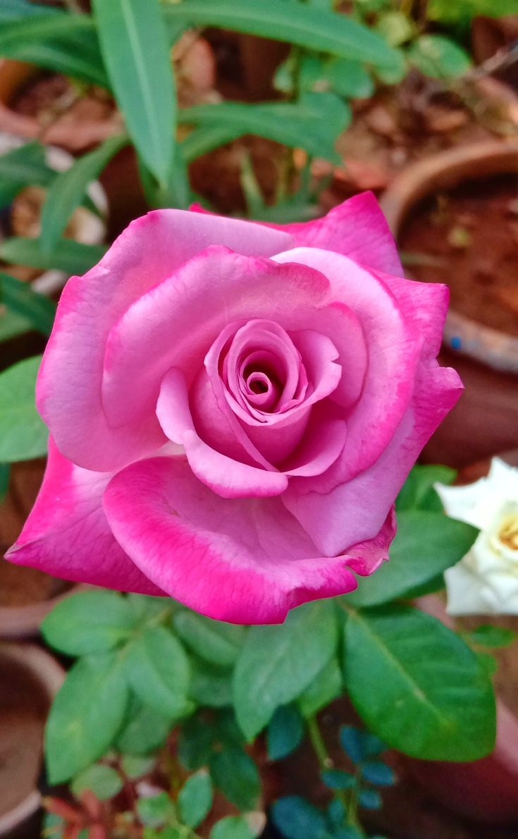 Holland Rose Flower Seeds for Planting Light Pink Blooms