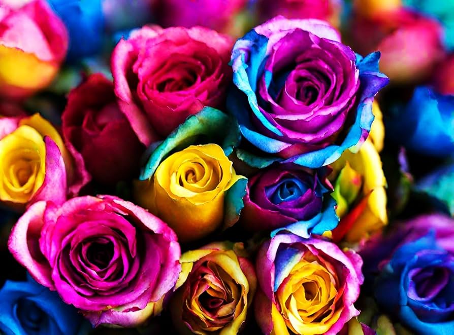 How to Grow Holland Rose Flowers