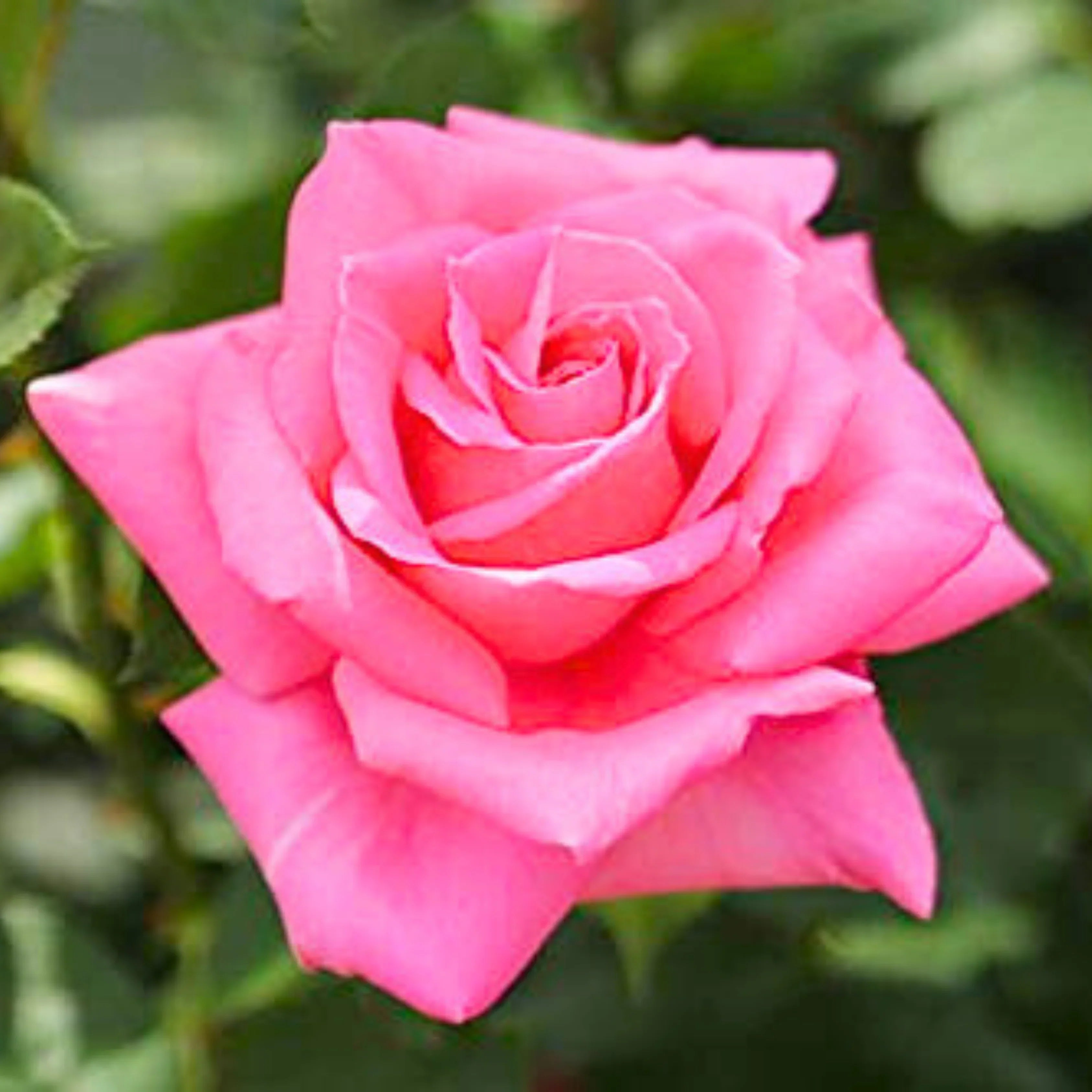 Holland Rose Plants with Light Pink Flowers in Pots