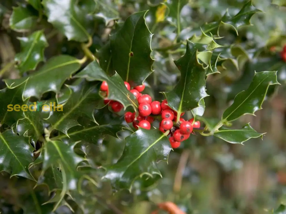 Holly Bush Plant Seeds & Planting Kit