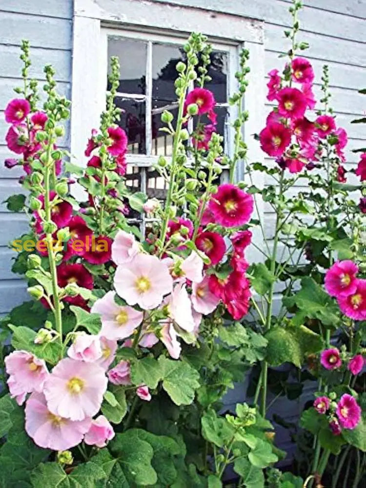 Hollyhock Mix Seeds For Planting  Vibrant Flower Garden Blooms