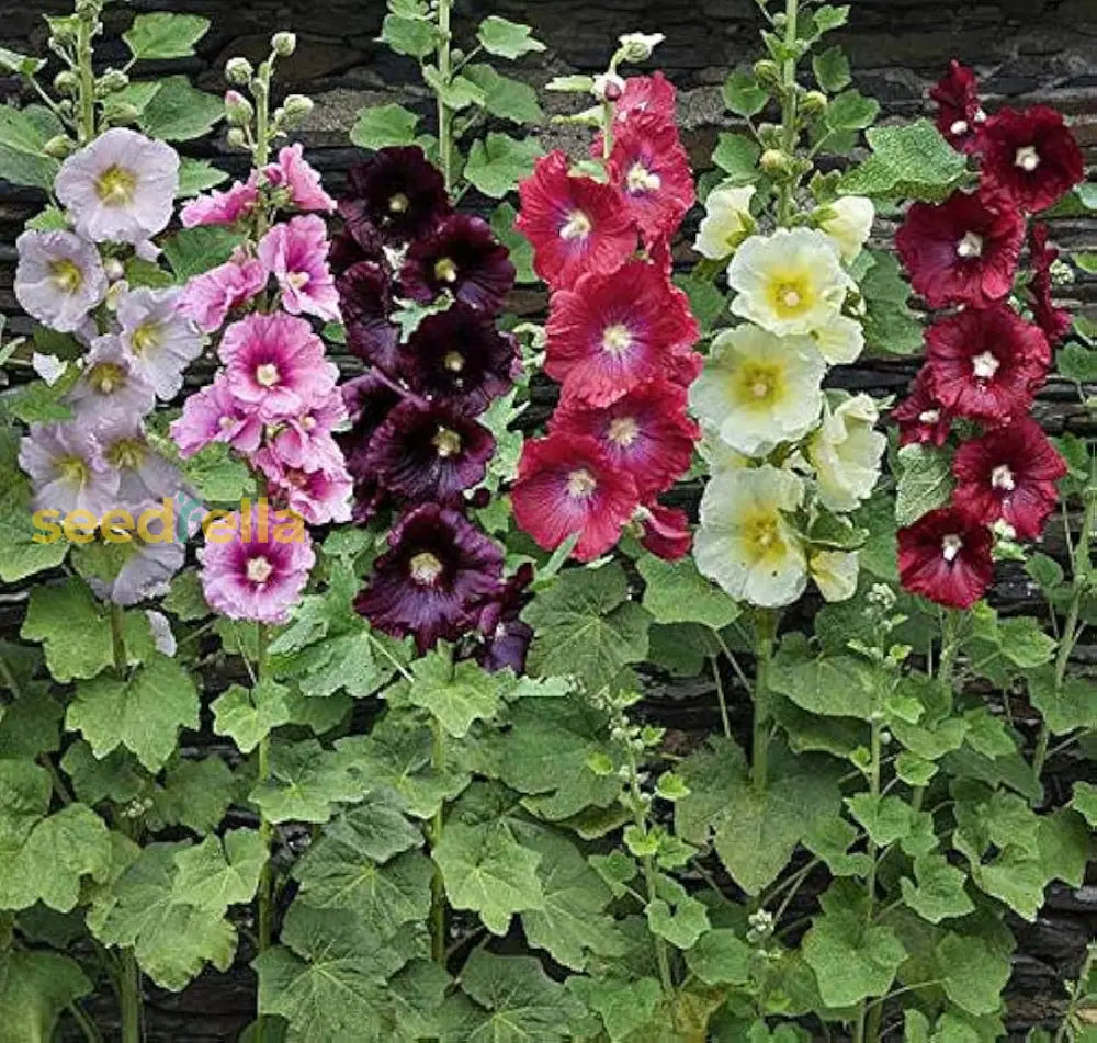 Hollyhock Mix Seeds For Planting  Vibrant Flower Garden Blooms