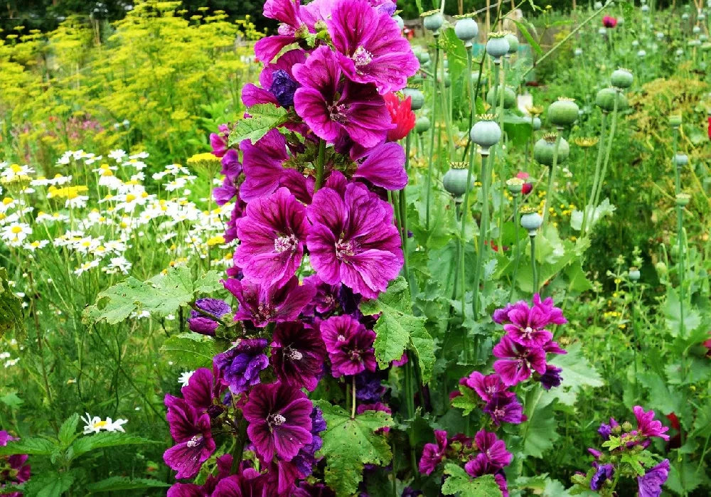 Dark Purple Althaea Rosea Flower Seeds For Exotic Charm In Your Garden