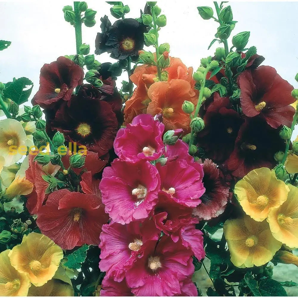 Hollyhock Seeds - Giant Danish Mix Rare Biennial 11 Feet Tall 25 Best Selling