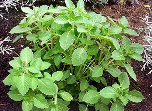 Holy Basil seedlings with upright leafy growth