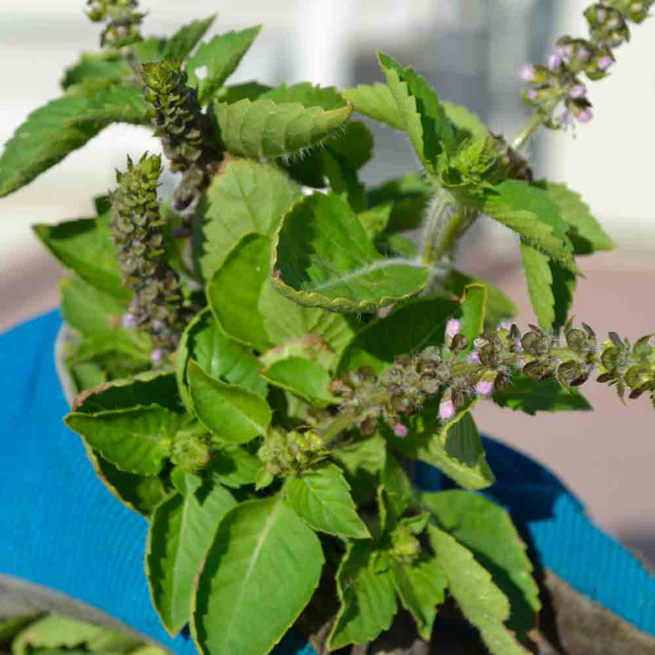 Holy Basil seeds Ocimum sanctum Tulsi ornamental herb
