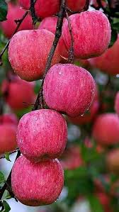 Home Garden Apple Seeds for Easy Growing