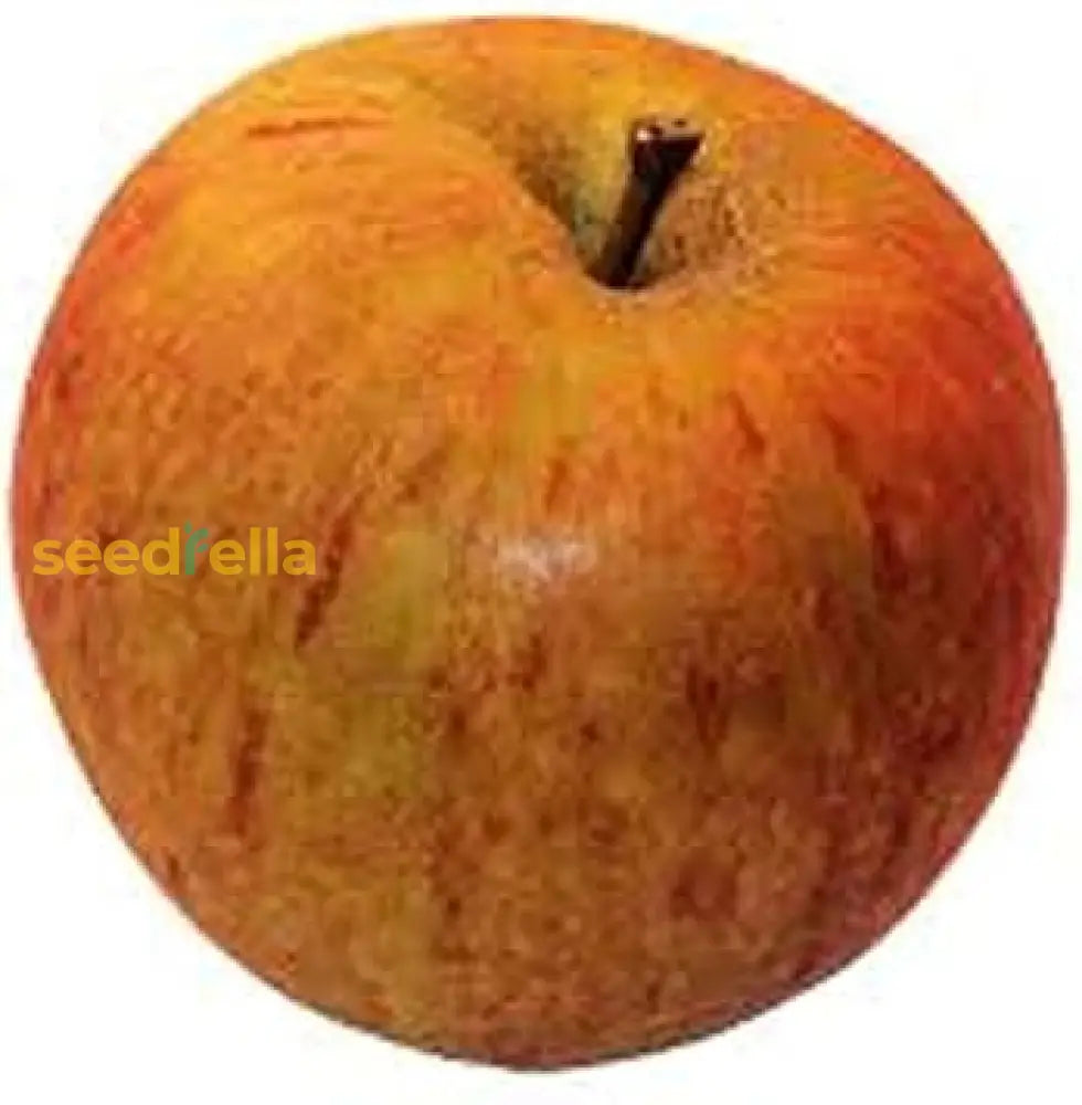 Home Garden Apple Tree Growing from Seeds