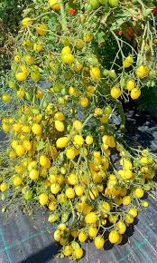 Home Garden Barry's Cherry Seeds for Easy Growing