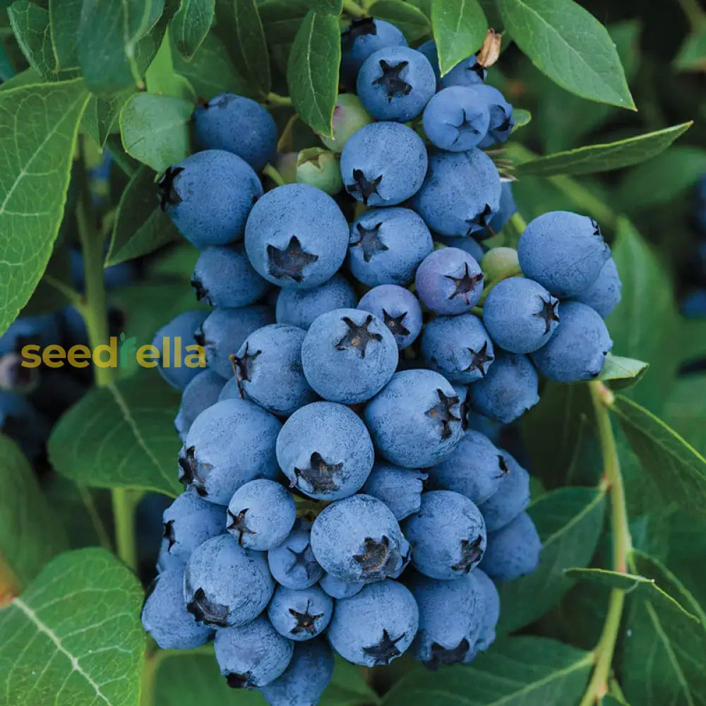 Home Garden Berry Seeds for Easy Growing