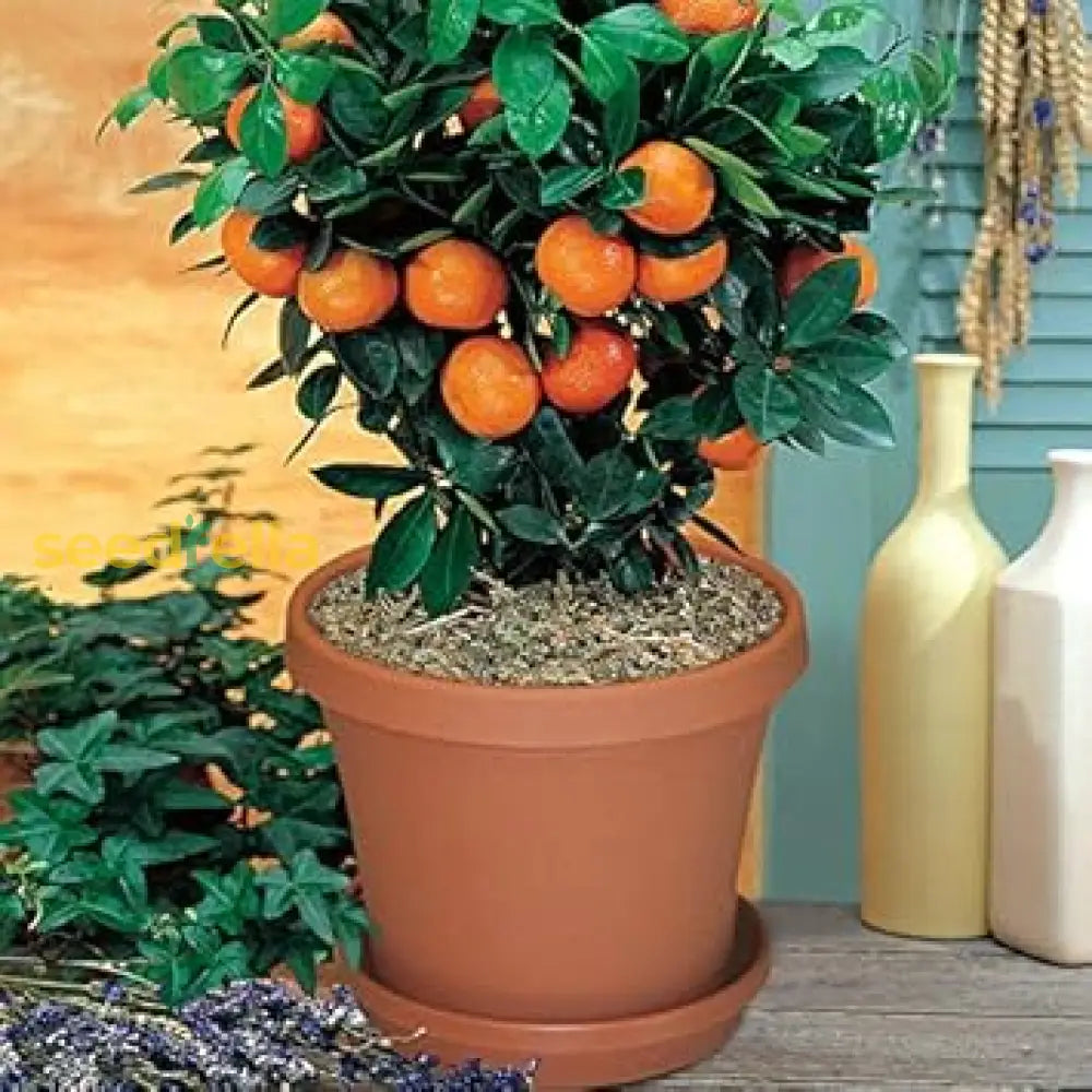 Home Garden Bonsai Orange Seeds for Easy Growing