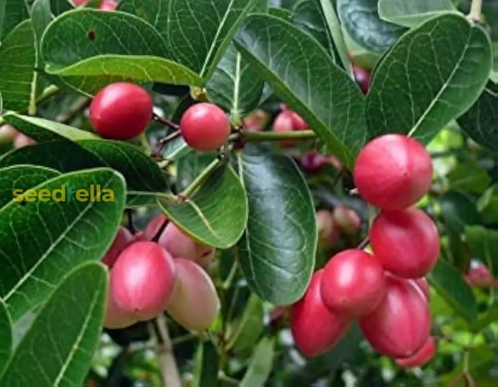 Home Garden Carissa Seeds for Easy Growing