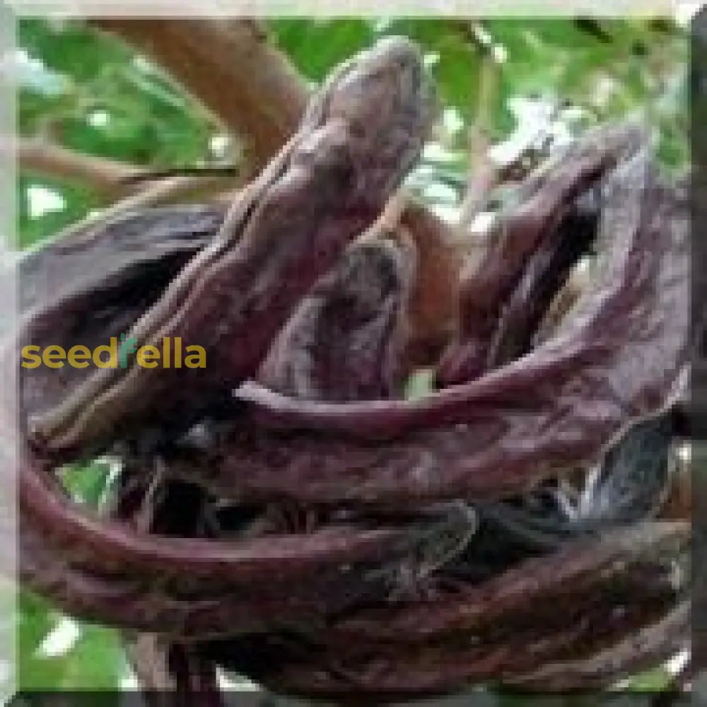 Home Garden Carob Tree from Seeds