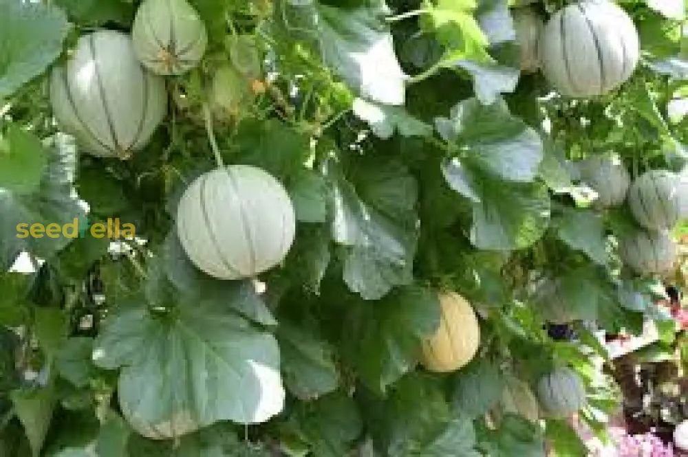 Home Garden Charentais Melon Seeds for Easy Growing