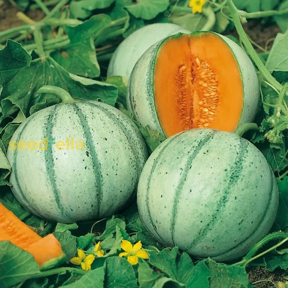 Home Garden Charentais Melon Seeds for Easy Growing