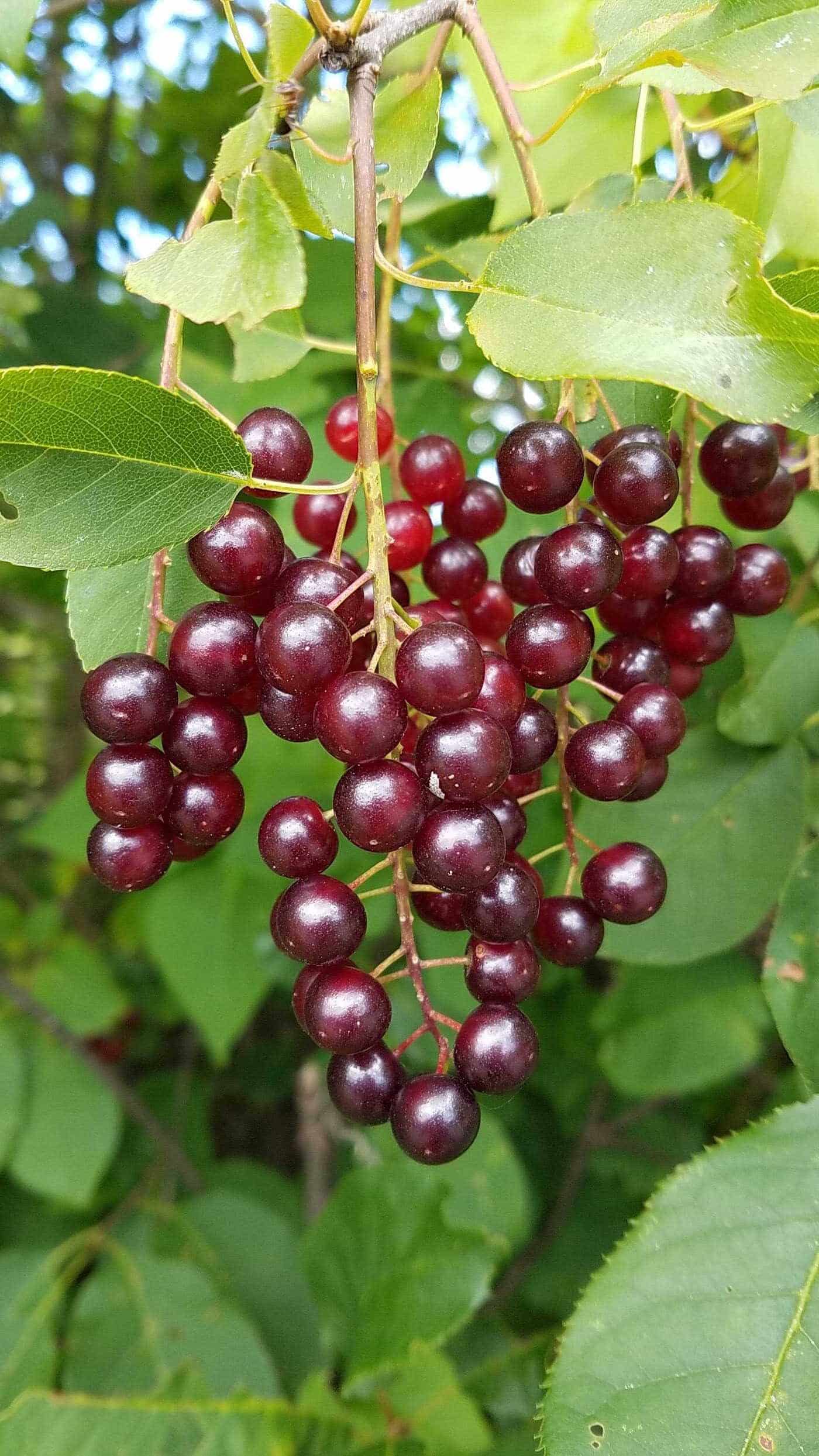 Home Garden Chokecherry Seeds for Easy Growing