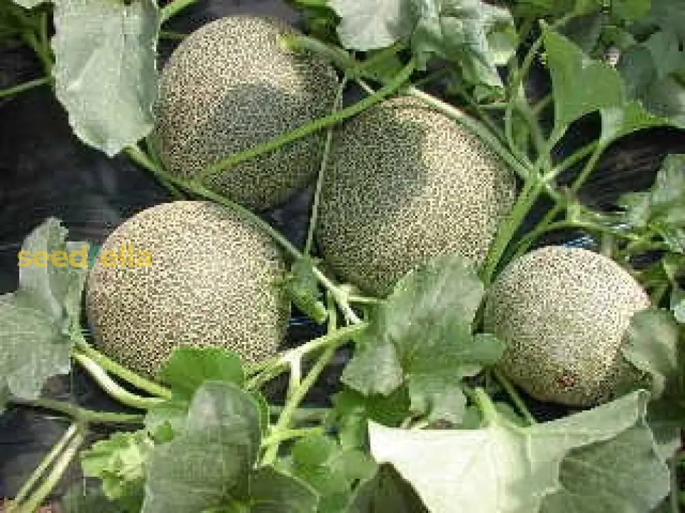 Home Garden Galia Melon Seeds for Easy Growing