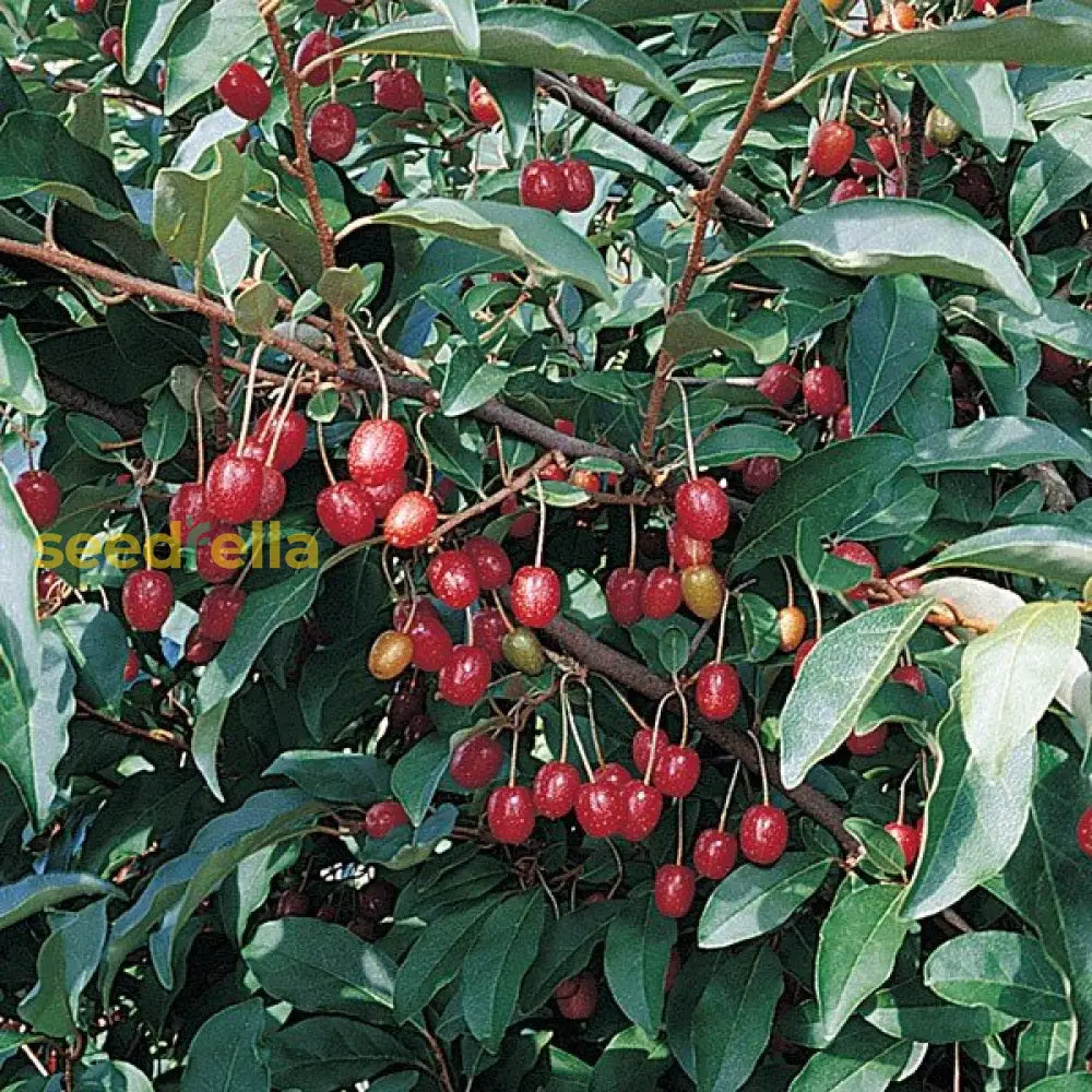 Home Garden Goumi Seeds for Easy Growing