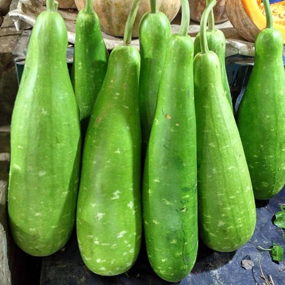 Bottle Gourd seeds for backyard planting