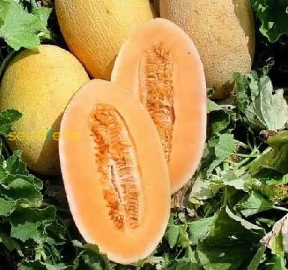 Home Garden Hami Melon Seeds for Easy Growing