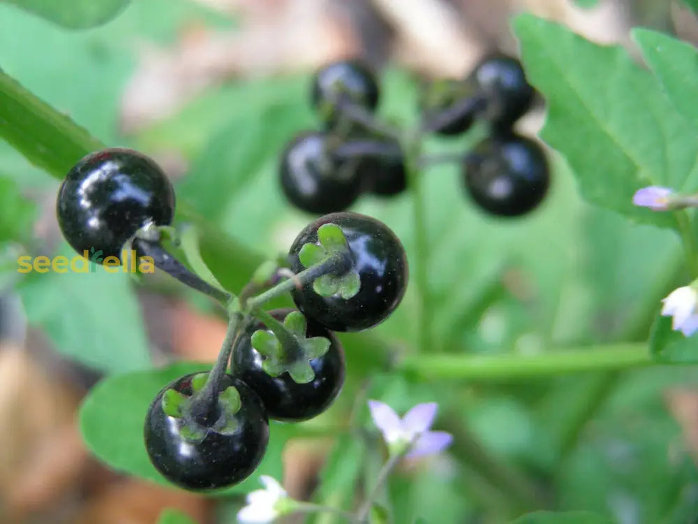 Home Garden Huckleberry Seeds for Planting