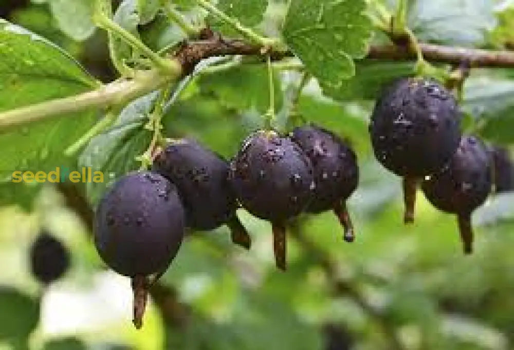 Home Garden Jostaberry Seeds for Easy Growing