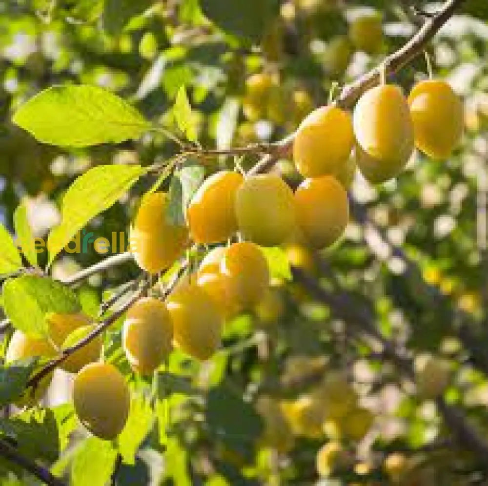 Home Garden Mirabelle Plum Seeds for Spring Planting