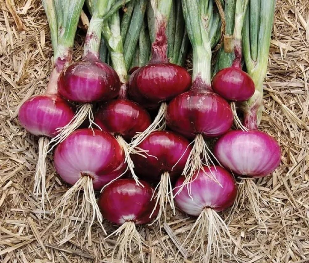 Onion seeds for home vegetable gardens