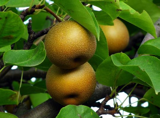 Home Garden Pyrus Pyrifolia Seeds for Easy Growing