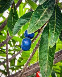 Home Garden Rudraksha Seeds for Easy Growing