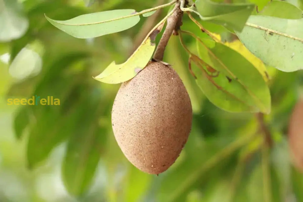 Home Garden Sapodilla Seeds for Easy Growing