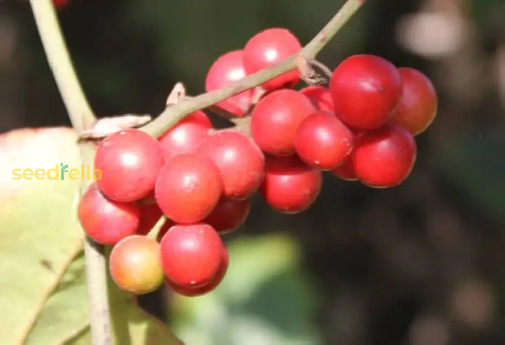 Home Garden Sarsaparilla Seeds for Easy Growing