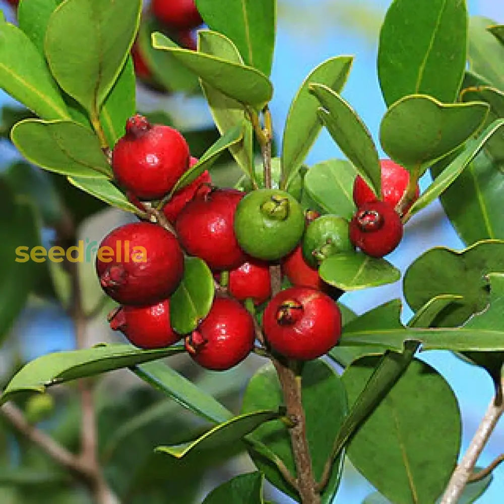 Home Garden Strawberry Guava Seeds for Easy Growing