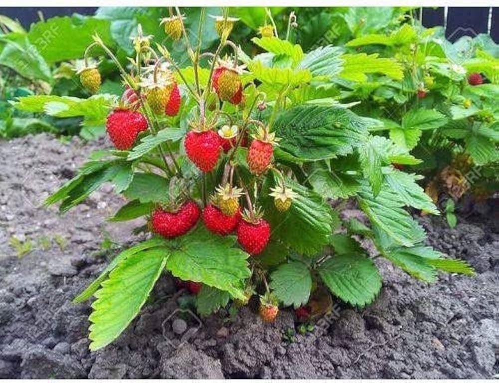 Home Garden Strawberry Seeds for Easy Growing