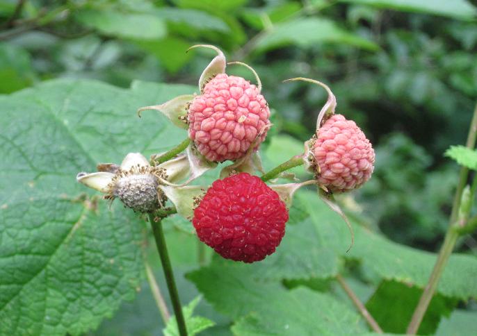 Home Garden Thimbleberry Seeds for Easy Growing