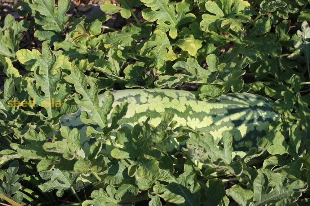 Home Garden Rattlesnake Watermelon Seeds for Spring Planting