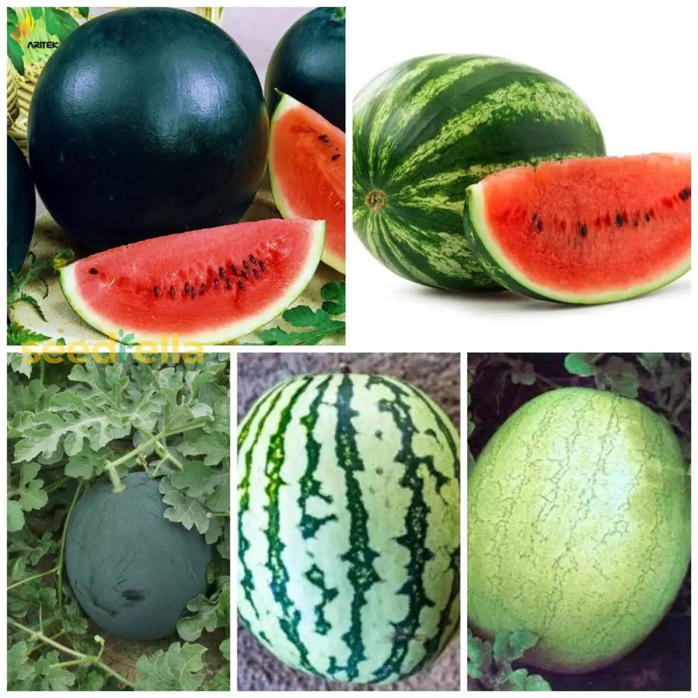 Home Garden Watermelon Seeds for Easy Planting