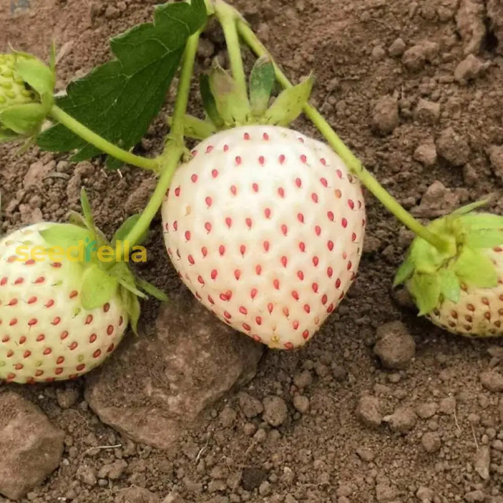 Home Garden White Strawberry Seeds for Easy Growing