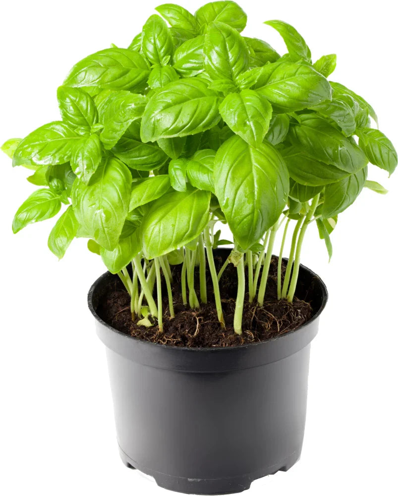 Home herb garden with Basil plants