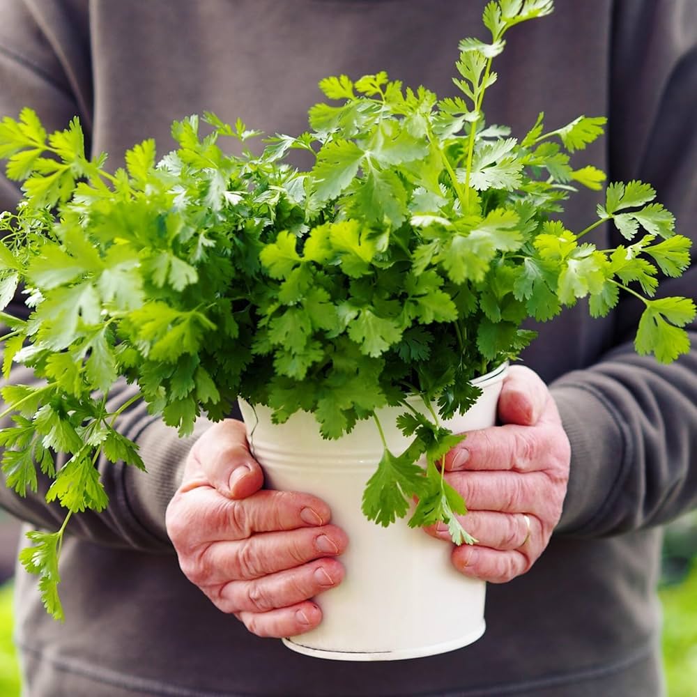 Home herb garden with Coriander plants