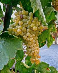 Home vineyard with mature grapevines and ripened clusters