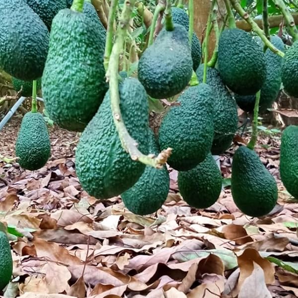 Homegrown creamy avocados from non-GMO seeds
